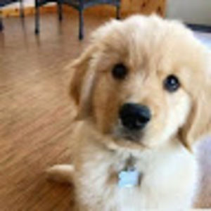 Meet your Posher, Cambry